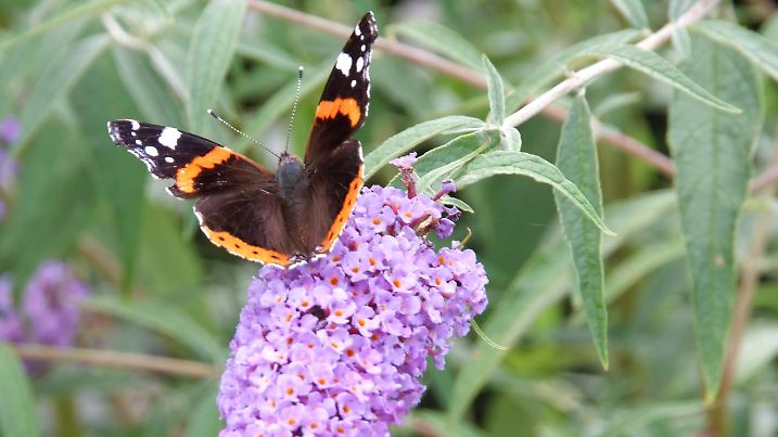 Schmetterlingsflieder