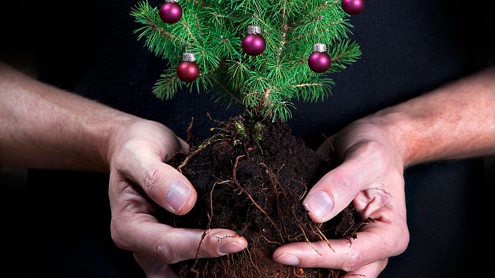 Gardener's hands holding the root ball of a miniature conifer christmas tree decorated with tiny glass baubles and star.