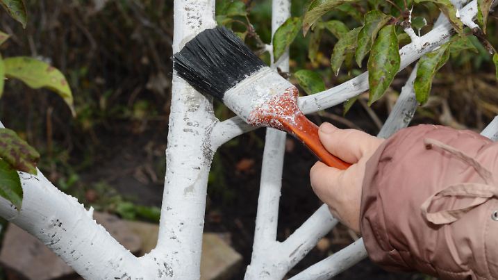 A woman whitewashing with lime a tree trunk with a paintbrush in the orchard to protect the tree from pests, sunburns and frosts in winter and spring and for better plant health.