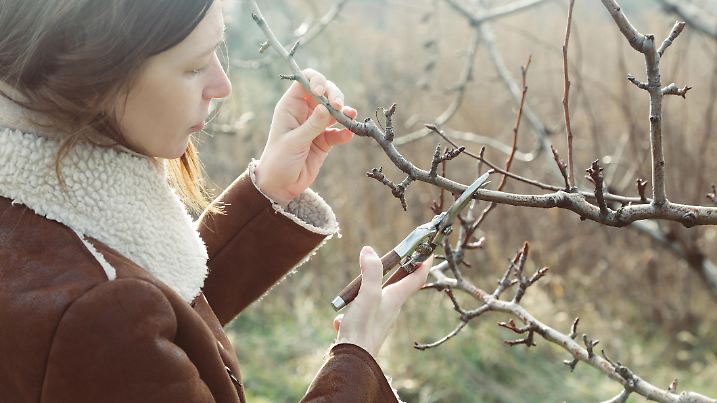 Tree pruning during sunny winter day