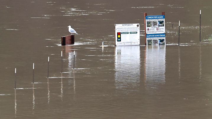 01.02.2024, USA, Guerneville: Eine Möwe sitzt auf einem vom Hochwasser umgebenen Schild am Russian River am Johnson's Beach, nach starken Regenfällen am Abend. Foto: Jessica Christian/San Francisco Chronicle/AP/dpa +++ dpa-Bildfunk +++