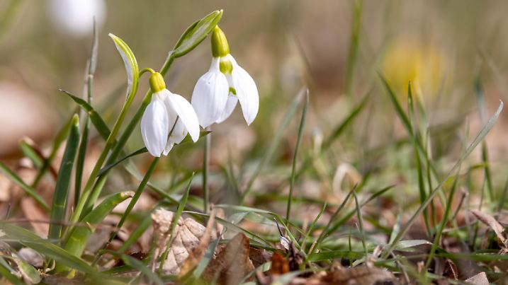 Mildes Februarwetter Schneeglöckchen blühen Anfang Februar auf einer Wiese. Aktuell zeigt sich das Wetter mild und wenig winterlich., Oberursel Hessen Deutschland *** Mild February weather Snowdrops blooming in a meadow at the beginning of February The weather is currently mild and not very wintry , Oberursel Hessen Germany