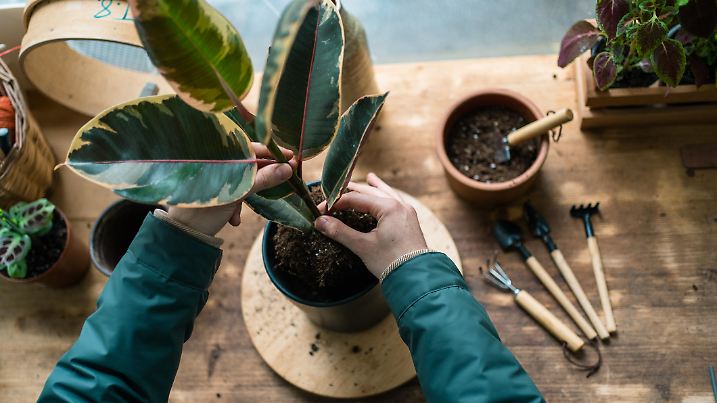 Rubber plant care and maintenance