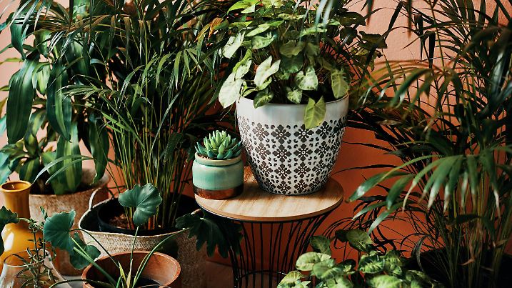 Shot of plants growing in vases at home