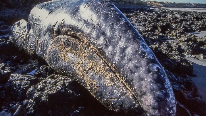 A dead grey whale on the beach near the town of San Juanico. Fishermen tried to get it back into deep water before the onset of low tide without luck. Baja California Sur, Mexico.