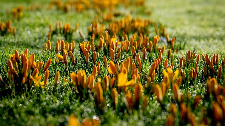 ROTTERDAM - Flowers are already in bloom. Spring plants and flowers bloom on average a month earlier than fifty years ago. Plants such as the common celandine, the yellow dogwood, the common snowdrop and the crocus are currently in full bloom.
/ 130224