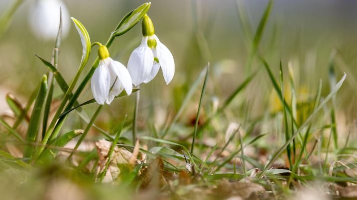 Mildes Februarwetter Schneeglöckchen blühen Anfang Februar auf einer Wiese. Aktuell zeigt sich das Wetter mild und wenig winterlich., Oberursel Hessen Deutschland *** Mild February weather Snowdrops blooming in a meadow at the beginning of February The weather is currently mild and not very wintry , Oberursel Hessen Germany