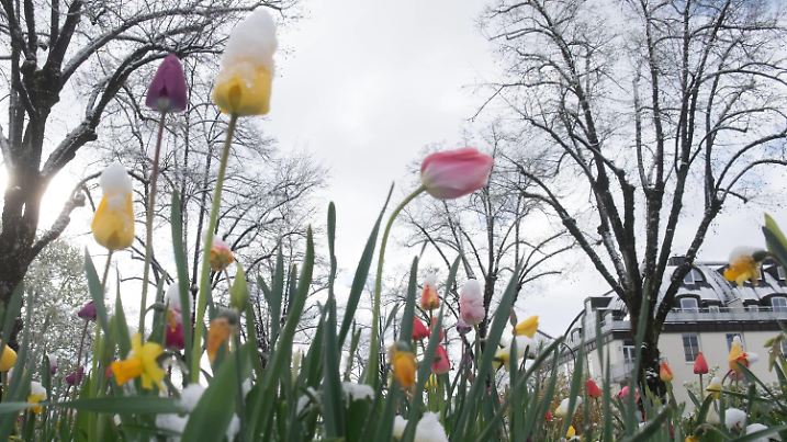 Blumen im Schnee, Wetterkapriolen im April, 27.4.2016 in Gauting / Oberbayern / Deutschland. xx

Flowers in Snow Wetterkapriolen in April 27 4 2016 in Gauting Upper Bavaria Germany XX