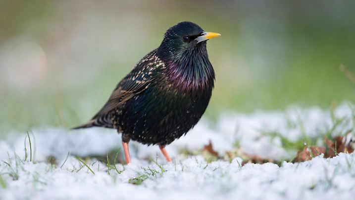misstrauisch... Star  Sturnus vulgaris , allgemein bekannter heimischer, weit verbreiteter Singvogel sitzt nach einem späten Wintereinbruch auf einer Wiese im Schnee, schaut sich um *** Common Starling  Sturnus vulgaris  in breeding dress, on snow covered ground, in grass, onset of winter, watching attentively, wildlife, Europe. Südschweden Schweden, Skandinavien, Nordeuropa 