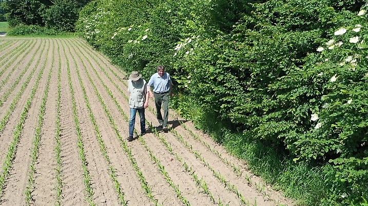 Eine grüne Hecke begrenzt einen Acker.