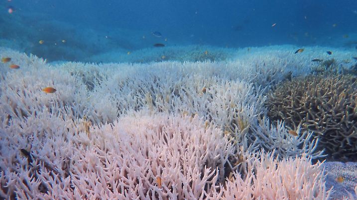 HANDOUT - 28.02.2024, Australien, Reiherinsel: Gebleichte Korallen stehen bei Heron Island vor Queensland. Im Great Barrier Reef zeigt sich auf neuesten Bildern ein schwere Korallen-Bleiche, die Schäden auf einer Länge von mehr als 1100 km zeigen. Foto: Diana Kleine/Divers for Climate via AAP/dpa - ACHTUNG: Nur zur redaktionellen Verwendung und nur mit vollständiger Nennung des vorstehenden Credits +++ dpa-Bildfunk +++
