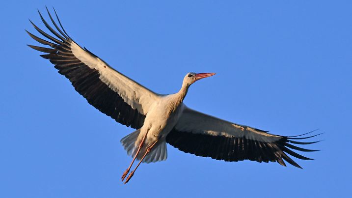 ARCHIV - 21.04.2023, Brandenburg, Sieversdorf: ILLUSTRATION - Im Licht der Morgensonne fliegt ein Weißstorch am blauen Himmel vorüber. (zu dpa: «Naturschützer rechnen mit baldiger Rückkehr der ersten Störche») Foto: Patrick Pleul/dpa +++ dpa-Bildfunk +++