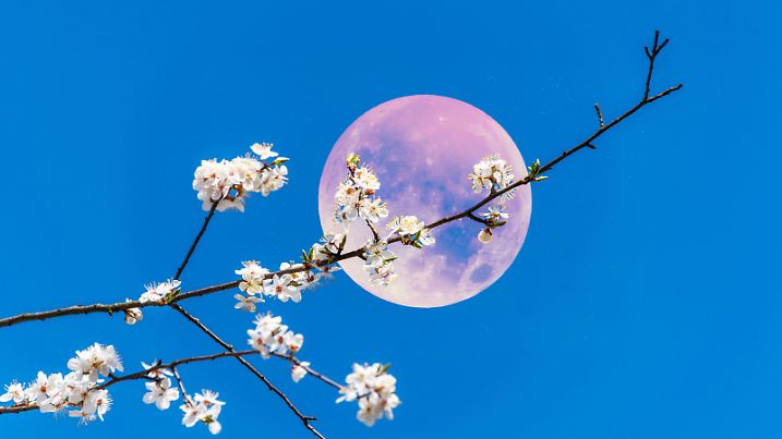 Pink Spring Fruit Tree Blossoms with Pink Full Moon