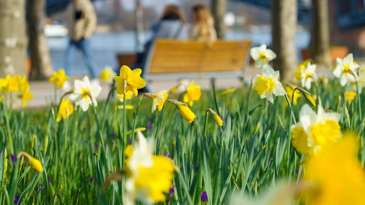 28.02.2024, Rheinland-Pfalz, Mainz: Narzissen blühen am Rheinufer. In Mainz herrscht bei knapp über 10 Grad Celsius und Sonnenschein frühlingshaftes Wetter. Foto: Andreas Arnold/dpa +++ dpa-Bildfunk +++
