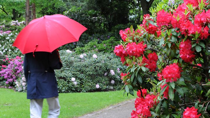Eine Frau geht am 11.05.2014 unter einem roten Regenschirm durch den Rhododendronpark in Bremen. Aufgrund des warmen Aprils stehen die exotischen Pflanzen, trotz des bisher kühlen und regnerischen Wetters im Mai, relativ früh in voller Blüte. Foto: Ingo Wagner/dpa |