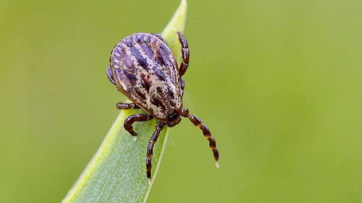 ARCHIV - 28.04.2014, Brandenburg, Sieversdorf: Zecken lauern in Gebüschen oder in hohem Gras und können Krankheiten wie Borreliose und FSME übertragen. Die kleinen Krabbeltiere, die mit ihren kurzen Beinen weder größere Abstände überqueren noch springen können, lassen sich von der elektrostatischen Ladung ihrer Wirte anziehen. Sie können damit den Forschern zufolge mehrere Millimeter oder sogar Zentimeter durch die Luft zurücklegen. (zu dpa: «Zecken immer häufiger auch im Winter aktiv») Foto: Patrick Pleul/dpa +++ dpa-Bildfunk +++