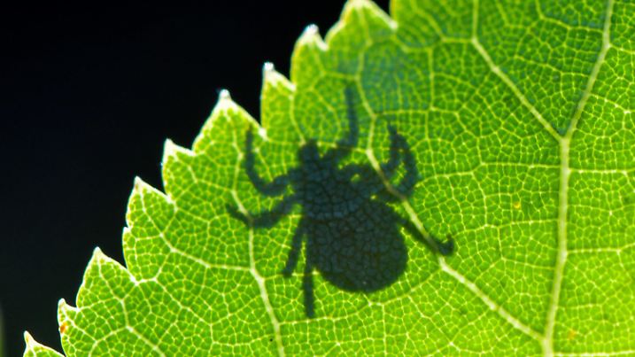 ARCHIV - 07.09.2020, Brandenburg, Sieversdorf: Im Gegenlicht ist der Schatten einer Zecke (Ixodida) auf einem Blatt zu sehen. Das Tier wartet auf Beute. Viele Zeckenarten sind bedeutende Krankheitsüberträger. (zu dpa: «Experten warnen vor Infektionen: Zecken sind bereits sehr aktiv») Foto: Patrick Pleul/dpa-Zentralbild/dpa +++ dpa-Bildfunk +++