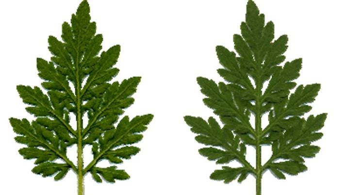 ambrosia-blatt.png