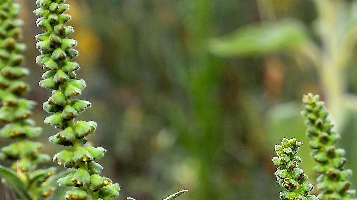 ARCHIV - Beifuß-Ambrosiapflanzen (Ambrosia artemisifolia), aufgenommen am 12.07.2016 in einem Sonnenblumenfeld nahe Vetschau (Brandenburg).    (zu dpa «Allergiepflanze Ambrosia» vom 22.07.2017) Foto: Patrick Pleul/dpa-Zentralbild/dpa +++(c) dpa - Bildfunk+++