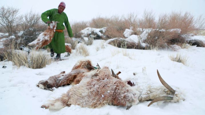 ARCHIV - 20.03.2016, Mongolei, Uvs: Auf einem Foto vom 6. April 2016 ist ein mongolischer Hirte zu sehen, der einen Viehkadaver entsorgt. Die Mongolei wurde in diesem Winter von einem extremen Wintereinbruch, in der Mongolei «Dzud» genannt, heimgesucht. (zu dpa: «Mongolei: 4,7 Millionen Herdentiere sterben im Extremwinter») Foto: Davaanyam Delgerjargal/epa/dpa +++ dpa-Bildfunk +++