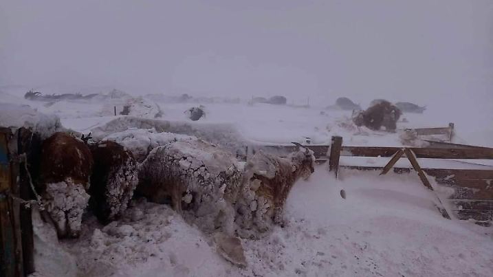 News Bilder des Tages 230520 -- SUKHBAATAR, May 20, 2023 -- This photo taken on May 20, 2023 shows livestock enduring snow storms in the eastern province of Sukhbaatar, Mongolia. Heavy blizzards and strong dust storms in eastern Mongolia have killed two people, the country s National Emergency Management Agency NEMA said Saturday. A total of 127 people, mostly nomadic herders, went missing in the dust and snow storms that started in the eastern provinces of Sukhbaatar and Khentii on Friday morning, 125 of them have been found alive. Unfortunately, two people have lost their lives in the storms, NEMA said in a statement. /Handout via Xinhua MONGOLIA-SUKHBAATAR-DUST-SNOW STORM Baruun-UrtxBroadcastingxSystem PUBLICATIONxNOTxINxCHN