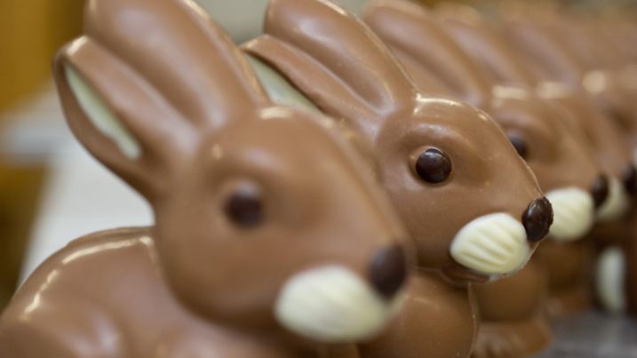 In der Confiserie Felicitas GmbH in Hornow (Brandenburg) stehen am 19.03.2013 Schokoladen-Osterhasen. Derzeit läuft die Produktion für das Osterfest auf Hochtouren. In dem Familienunternehmen mit etwa 50 Angestellten werden die Schokoladenerzeugnisse ausschließlich handgefertigt. Bei der Produktion wird reine Kakaobutter verwendet. Täglich werden in der Manufaktur rund 400 Kilogramm Schokolade verarbeitet. Foto: Patrick Pleul/dpa +++(c) dpa - Bildfunk+++