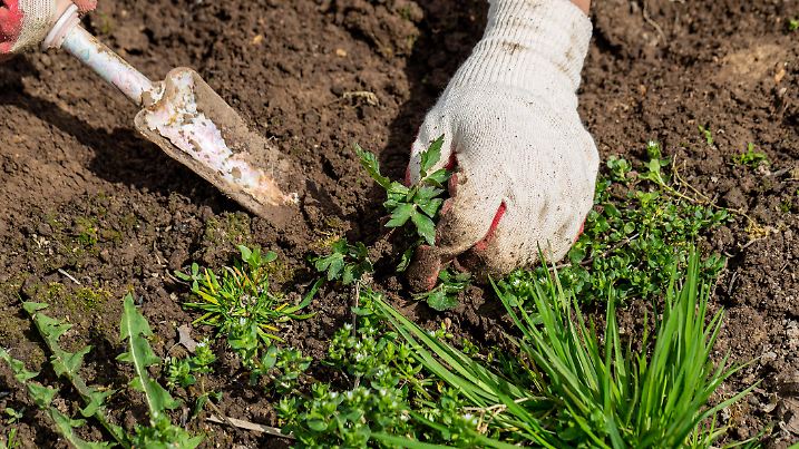 hands of gardener with weed in the vegetable garden . High quality photo