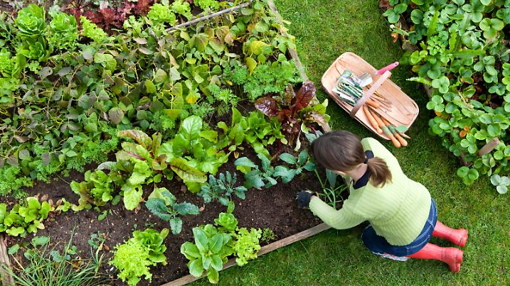 Birds eye view of a woman gardener weeding an organic vegetable garden with a hand fork, while kneeling on green grass and wearing red wellington boots.