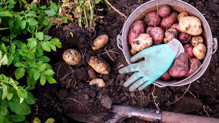 Potato harvest, potato shovel dug out of the ground.