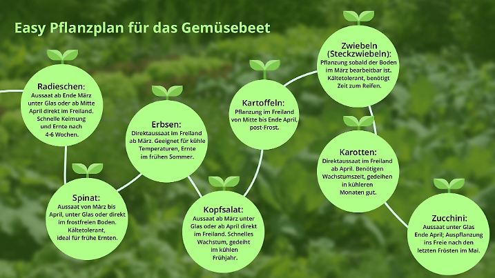 Anbauplan Gemüsebeet