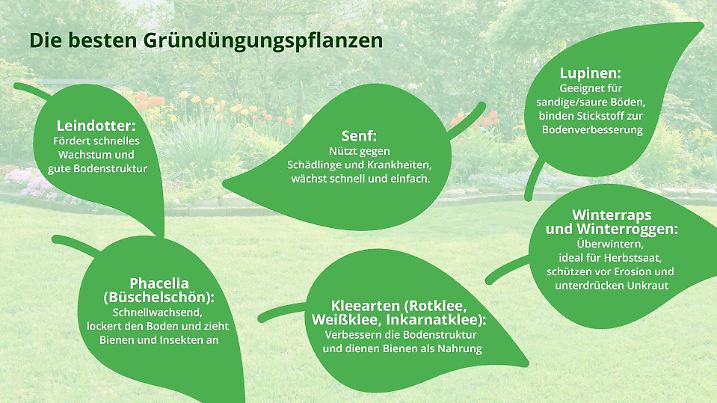 Gründüngungspflanzen