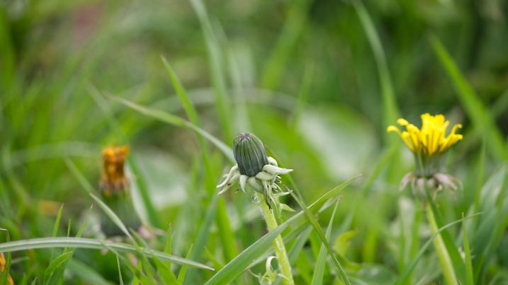 Three dandelion buds (taraxacum) in a meadow closeup