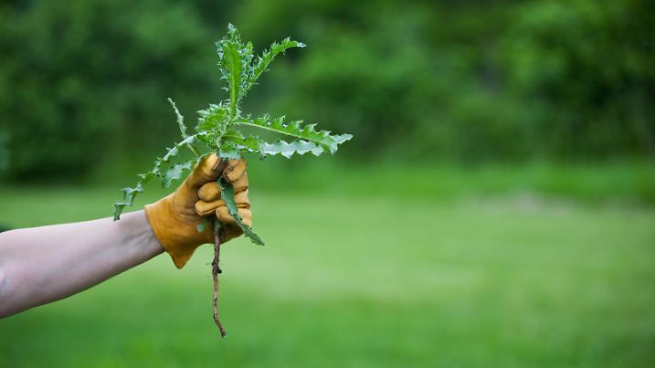 a leather work glove hand holds onto a freshly pulled thistle weed in a horizontal orientation