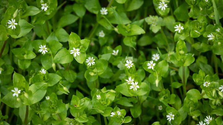 Closeup of a group of common chickweed with small white blossoms