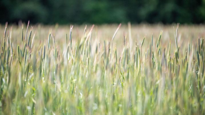 ARCHIV - 18.05.2022, Nordrhein-Westfalen, Detmold: Ökologisch angepflanzter Roggen steht auf einem Feld. (zu dpa: «NRW-Landwirte steigen wegen Trockenheit vermehrt auf Roggen um») Foto: Lino Mirgeler/dpa +++ dpa-Bildfunk +++