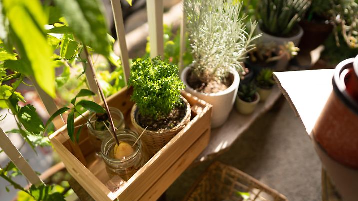 Group of plants in the flower pot on the home balcony. Plant care. Hobby. Close-up.