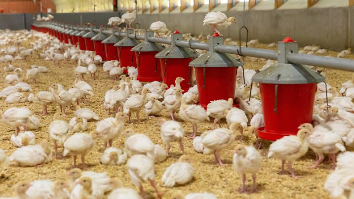 25.11.2021, Landkreis Dahme-Spree, Deutschland, GER - Jungputen in einem Maststall. *** 25 11 2021, Landkreis Dahme Spree, Germany, GER Young turkeys in a fattening house 