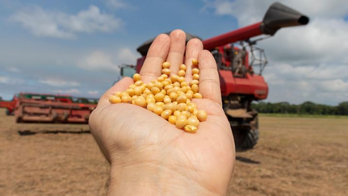 Mans hand full of soy beans and a soybean combine harvester used in harvesting in the background. 19529248 RECORD DATE NOT STATED 