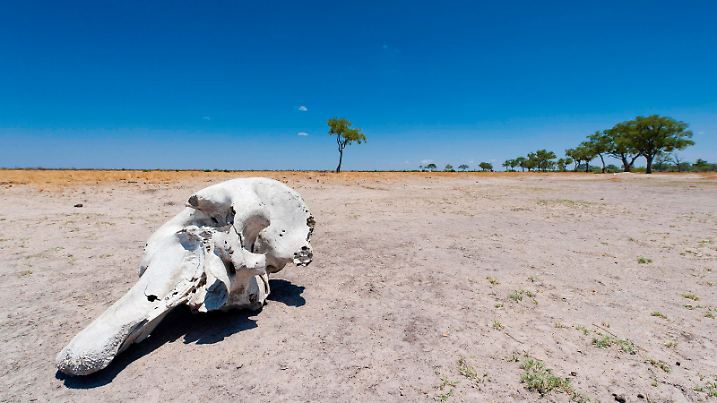 Totenschädel vom Elefant Loxodonta africana, Totenkopf, Skelett, Tod, Wilderer, Landschaft, Steppe, Trockenheit, Dürre, Klimawandel, Savuti Gebiet, Chobe Nationalpark, Botswana, Afrika *** Skull from Elephant Loxodonta africana , Skull, Skeleton, Death, Poachers, Landscape, Steppe, Drought, Drought, Climate change, Savuti Area, Chobe National Park, Botswana, Africa Copyright: imageBROKER/FranzelxDrepper ibxfdr10053350.jpg Bitte beachten Sie die gesetzlichen Bestimmungen des deutschen Urheberrechtes hinsichtlich der Namensnennung des Fotografen im direkten Umfeld der Veröffentlichung