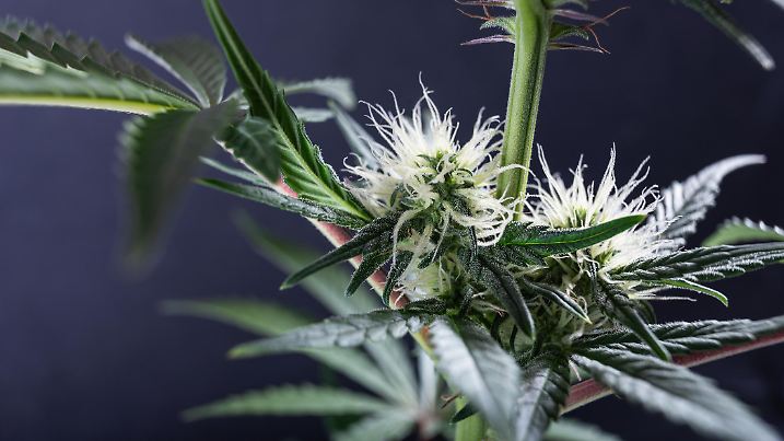 cannabis bloom marijuana stigma and resin