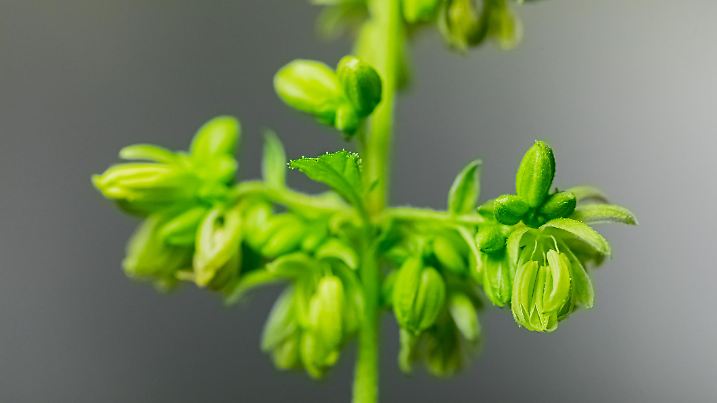 Close up blurred background Male Cannabis plant showing pollen sacks hanging off a branch