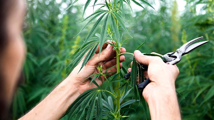 Young Rastafarian holding cannabis plants