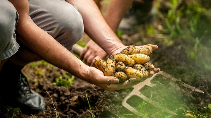 Senior Man Picking Up Organic Homegrown Potato.