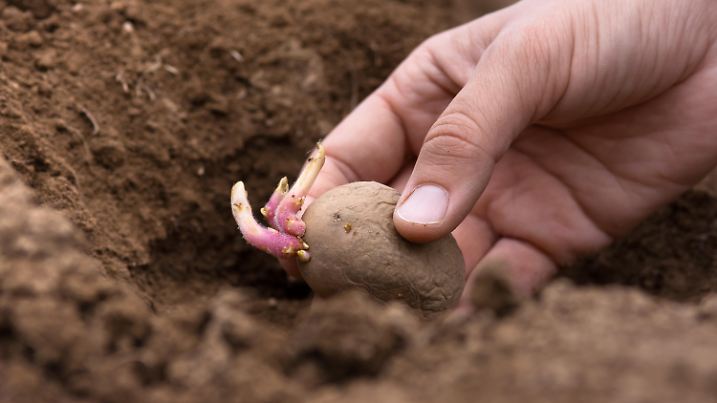 hand planting potato tuber in in the vegetable garden