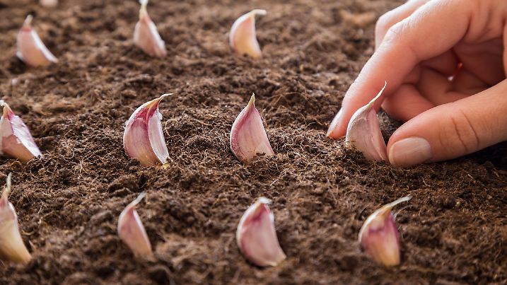 Woman's hand planting small garlic in the ground. Early spring preparations for the garden season.