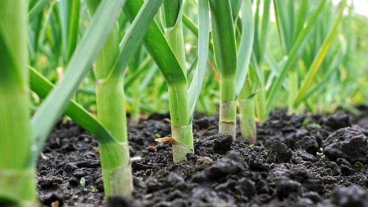 organically cultivated garlic plantation in the vegetable garden .