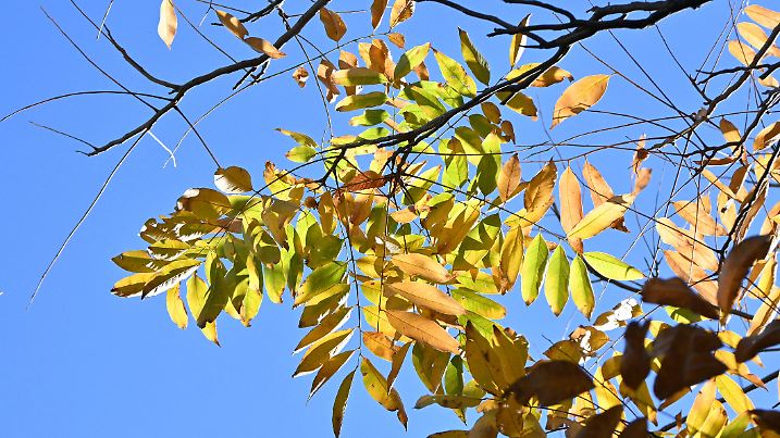 Sapindus mukorossi (Soapberry tree) yellow leaves. The fruit is called a soapberry because it contains saponin and foams when added to water, acting as soap.