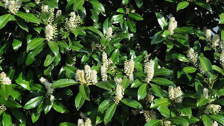 close-up of a flowering hedge of cherry laurel in bright morning sun