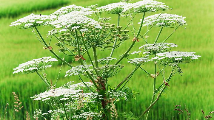 "Giant Hogweed against an out of focus green field.  No friend to gardeners and conservationists , it is much loved by beekeepers (some of whose flock can be seen hard at work on the flowers). This Canon EOS-1D Mk IV image offers a very generous XL size."