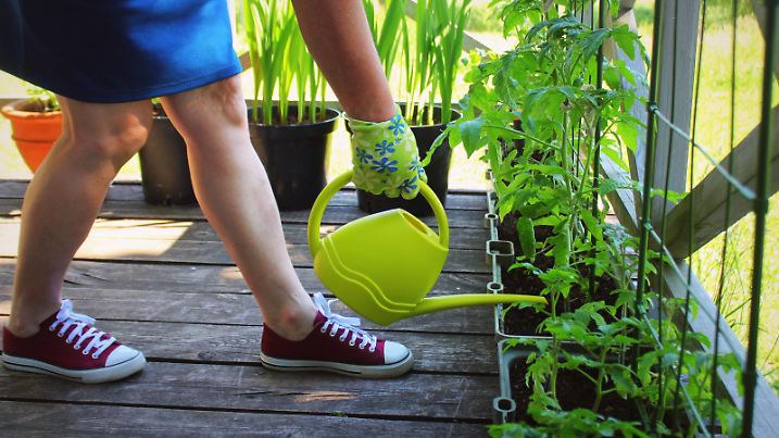 balkon,gießen,tomatenpflanze,balkone,balkons,solanum lycopersicum,tomatenpflanzen *** balcony,watering,tomato plant,balconies,tomato plants 4pk-fks